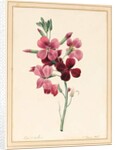 Matthiola, Stock, 1826 by Louise D'Orleans