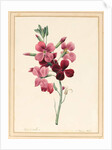Matthiola, Stock, 1826 by Louise D'Orleans