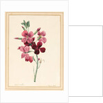 Matthiola, Stock, 1826 by Louise D'Orleans