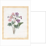 Hybrid Auricula by Louise D'Orleans