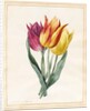 Three Lily Tulips by Louise D'Orleans