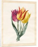 Three Lily Tulips by Louise D'Orleans