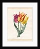 Three Lily Tulips by Louise D'Orleans
