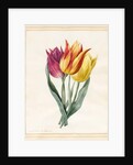 Three Lily Tulips by Louise D'Orleans