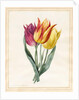 Three Lily Tulips by Louise D'Orleans