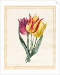 Three Lily Tulips by Louise D'Orleans