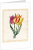 Three Lily Tulips by Louise D'Orleans