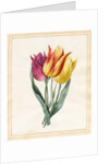 Three Lily Tulips by Louise D'Orleans