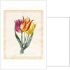 Three Lily Tulips by Louise D'Orleans