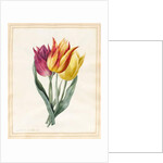 Three Lily Tulips by Louise D'Orleans