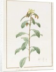 Paeonia Moutan var. B. Paeonia Suffruticosa, 1812 by Pierre Joseph Redouté