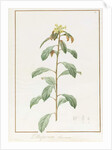 Paeonia Moutan var. B. Paeonia Suffruticosa, 1812 by Pierre Joseph Redouté