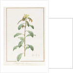 Paeonia Moutan var. B. Paeonia Suffruticosa, 1812 by Pierre Joseph Redouté