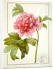 Paeonia Suffruticosa, 1812 by Pierre Joseph Redouté
