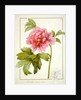 Paeonia Suffruticosa, 1812 by Pierre Joseph Redouté