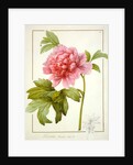 Paeonia Suffruticosa, 1812 by Pierre Joseph Redouté