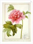 Paeonia Suffruticosa, 1812 by Pierre Joseph Redouté