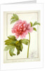 Paeonia Suffruticosa, 1812 by Pierre Joseph Redouté