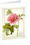 Paeonia Suffruticosa, 1812 by Pierre Joseph Redouté