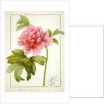 Paeonia Suffruticosa, 1812 by Pierre Joseph Redouté