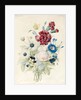 A Spray of Flowers including a Rose, a Blue Convolvulus and Pansies, 1830 by Caroline Adrien