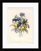 Sprig of Pansies by Madame Benoit