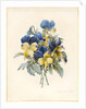 Sprig of Pansies by Madame Benoit