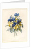 Sprig of Pansies by Madame Benoit
