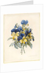 Sprig of Pansies by Madame Benoit