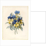 Sprig of Pansies by Madame Benoit