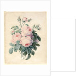 Spray of Centifolia Roses by J. Herzog