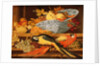 Still Life with Fruit and Macaws, 1622 by Balthasar van der Ast