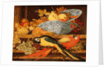 Still Life with Fruit and Macaws, 1622 by Balthasar van der Ast