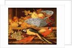 Still Life with Fruit and Macaws, 1622 by Balthasar van der Ast