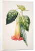 PD.993-1973 Thorn Apple flower from Ecuador, Datura rosei by Augusta Innes Withers