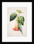 PD.993-1973 Thorn Apple flower from Ecuador, Datura rosei by Augusta Innes Withers