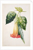 PD.993-1973 Thorn Apple flower from Ecuador, Datura rosei by Augusta Innes Withers