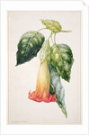 PD.993-1973 Thorn Apple flower from Ecuador, Datura rosei by Augusta Innes Withers