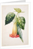 PD.993-1973 Thorn Apple flower from Ecuador, Datura rosei by Augusta Innes Withers