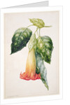 PD.993-1973 Thorn Apple flower from Ecuador, Datura rosei by Augusta Innes Withers