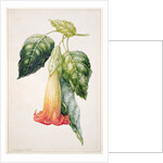 PD.993-1973 Thorn Apple flower from Ecuador, Datura rosei by Augusta Innes Withers