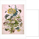 PD.912-1973 Still life of flowers including a parrot tulip, larkspur, sweet william, gentian and cyclamen, 1769 by Thomas Robins