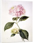 PD.64-1975 Hydrangea hortensia by Arnoldus Bloemers
