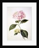 PD.64-1975 Hydrangea hortensia by Arnoldus Bloemers