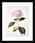 PD.64-1975 Hydrangea hortensia by Arnoldus Bloemers