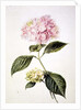 PD.64-1975 Hydrangea hortensia by Arnoldus Bloemers