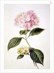 PD.64-1975 Hydrangea hortensia by Arnoldus Bloemers