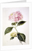 PD.64-1975 Hydrangea hortensia by Arnoldus Bloemers