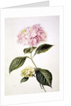 PD.64-1975 Hydrangea hortensia by Arnoldus Bloemers