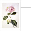 PD.64-1975 Hydrangea hortensia by Arnoldus Bloemers